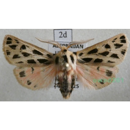 Chelis reticulata (Christoph, 1887) male Azerbaijan2d